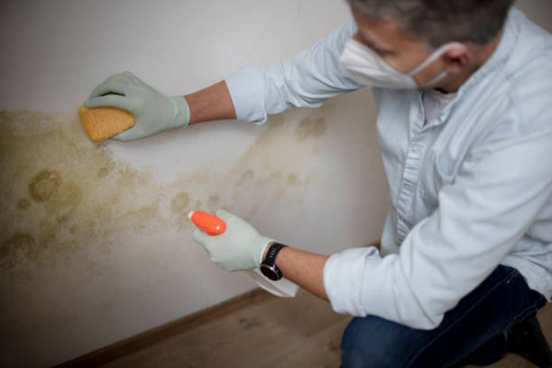 Best Mold removal after water damage  in Livingston, TX